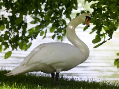 Mute swan on ağacının altında Kayran.