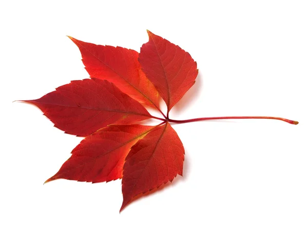 Jesień liści virginia creeper — Zdjęcie stockowe