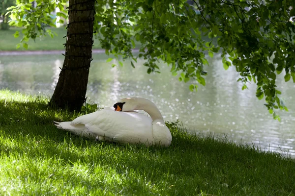 Cisne na grama debaixo da árvore — Fotografia de Stock