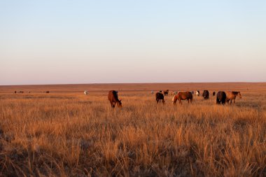 Herd of horses grazing in pasture clipart