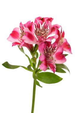 Zambak bud (alstroemeria)