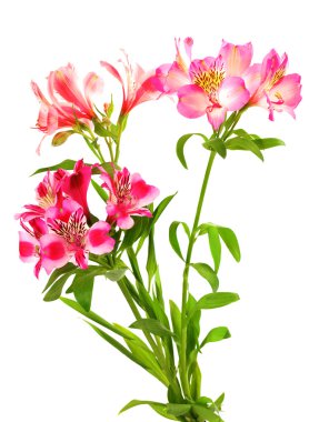 Zambak (alstroemeria buket)