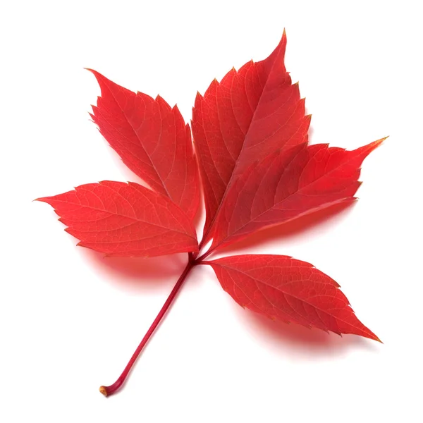 Czerwony jesień liść na białym tle — Zdjęcie stockowe