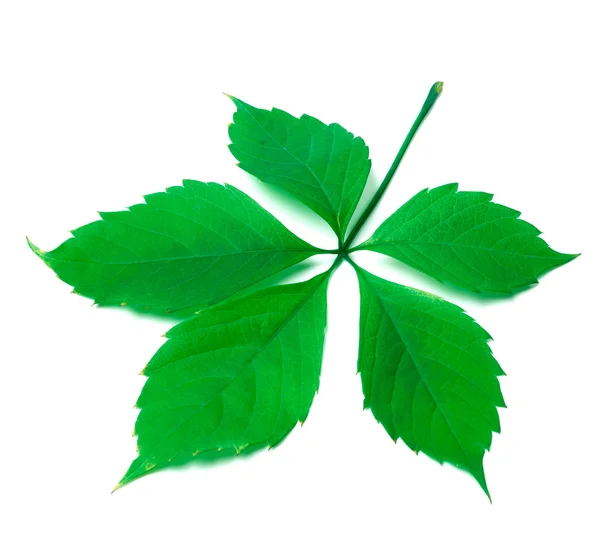 白い背景の上の緑のバージニア クリーパー葉 — ストック写真