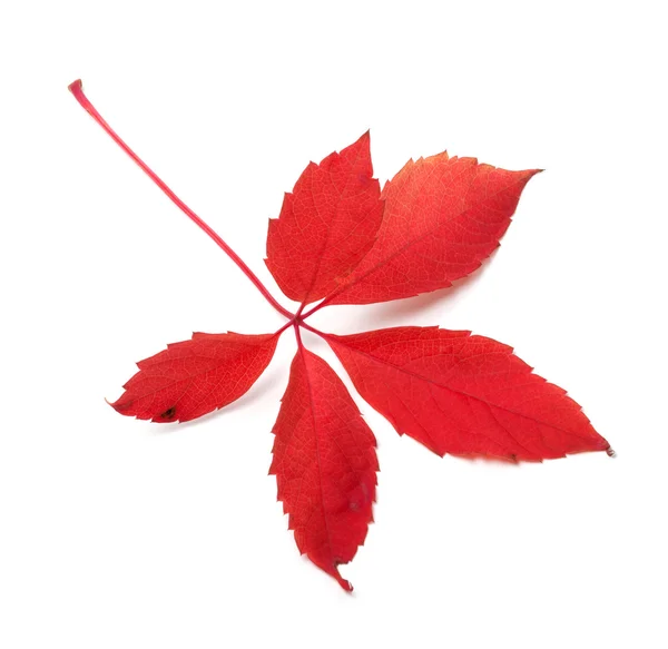 Red autumn virginia creeper leaf — Stock Photo, Image