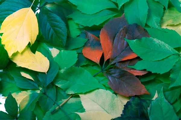 stock image Background of multicolor leaves