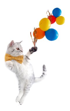 şirin gümüş tabby İskoç kedi balonlar ve yayla