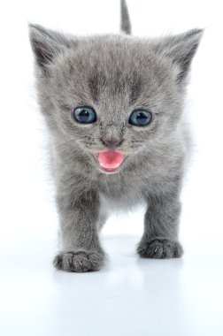 Fuuny grey kitten clipart