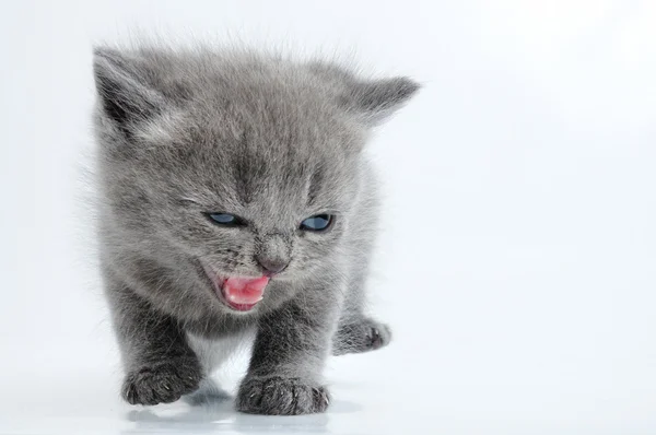 Fuuny grey kitten — Stock Photo, Image