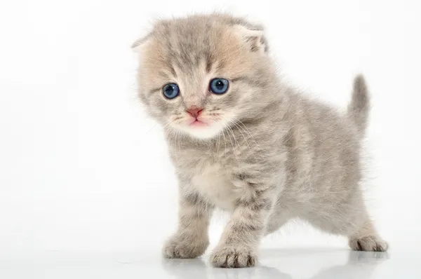 Fuuny yavru kedi — Stok fotoğraf
