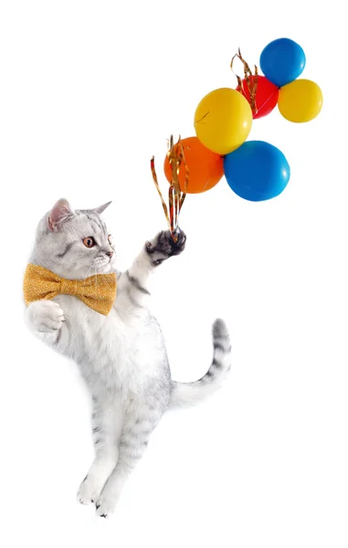 Lindo gato escocés tabby plata con arco y globos — Foto de Stock
