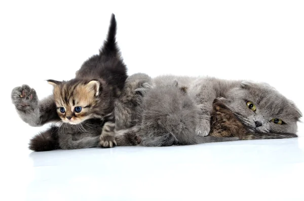 Кормление кошек молоком — стоковое фото