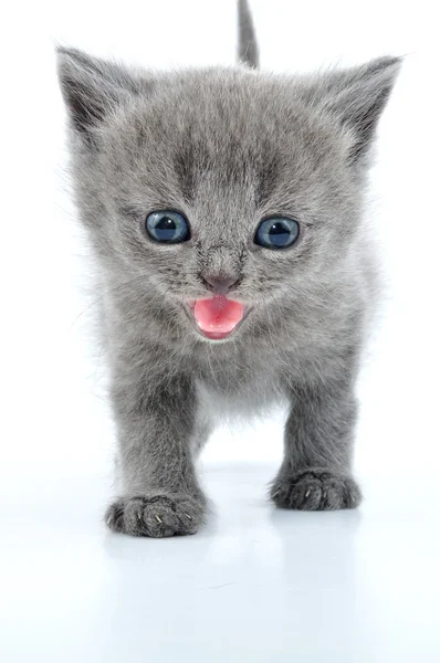 Fuuny 회색 고양이 — 스톡 사진