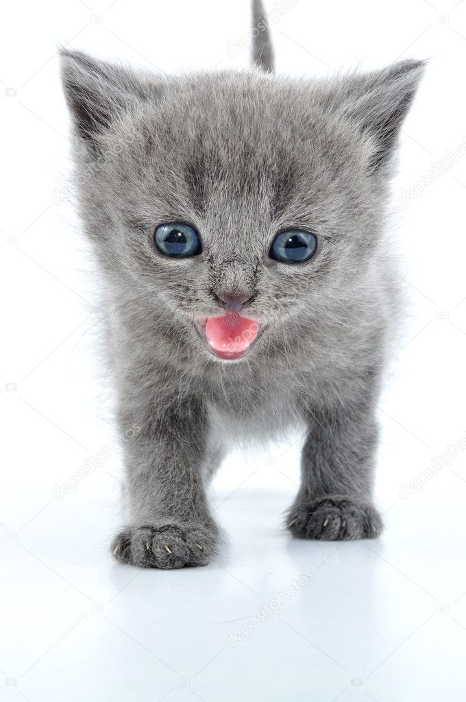 Fuuny grey kitten