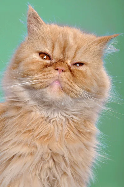Gato vermelho persa contra verde — Fotografia de Stock
