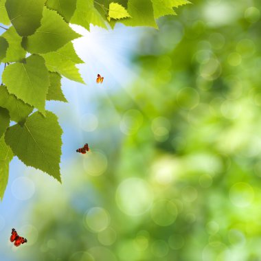 doğal yaz ve bahar güzellik bokeh arka planları