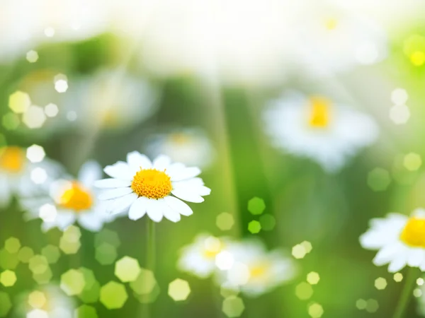 Daisy blommor och solen strålar — Stockfoto