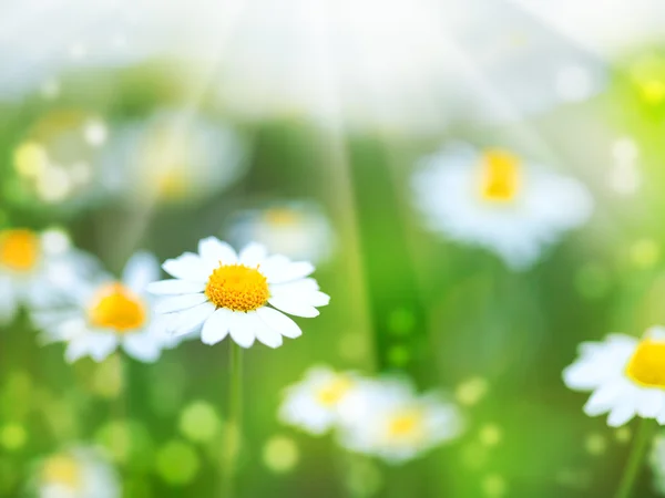 Αφηρημένα φόντα καλοκαίρι με λουλούδια μαργαρίτα — Φωτογραφία Αρχείου