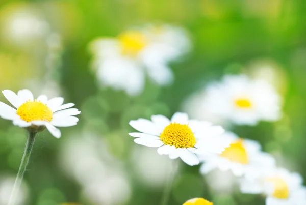 Sfondi estivi astratti con fiori di margherita — Foto Stock