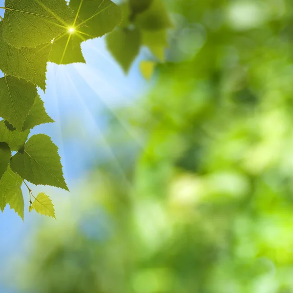 太陽の光と葉の抽象的な夏の背景 — ストック写真