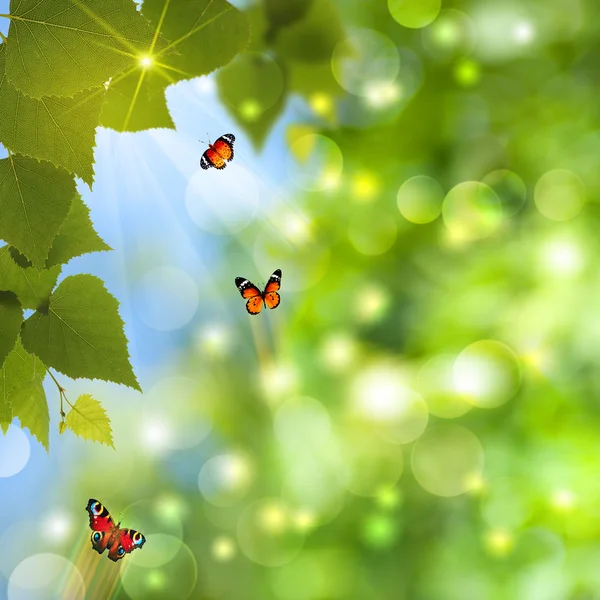 Абстрактний літній фон з сонячним променем і метеликом — стокове фото