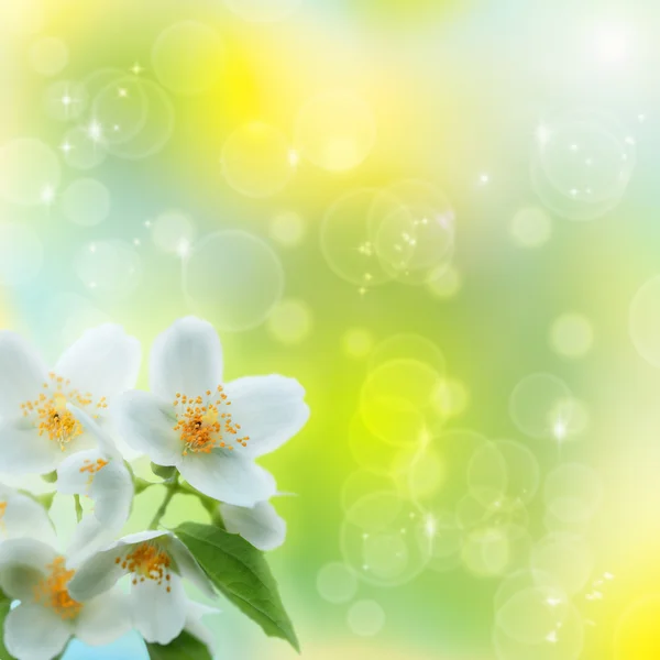 Γιασεμί λουλούδι ως αφηρημένη φυσικό υπόβαθρο — Φωτογραφία Αρχείου