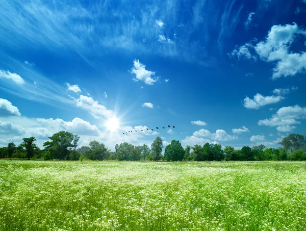 Daisy bloemen veld onder de blauwe hemel — Stockfoto