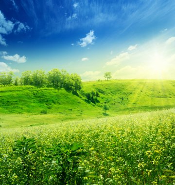 Daisy flowers field under the blue skies clipart