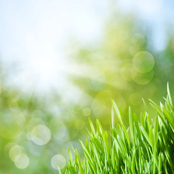 Yeşil çimen ve güzellik bokeh ile soyut doğal arka plan — Stok fotoğraf