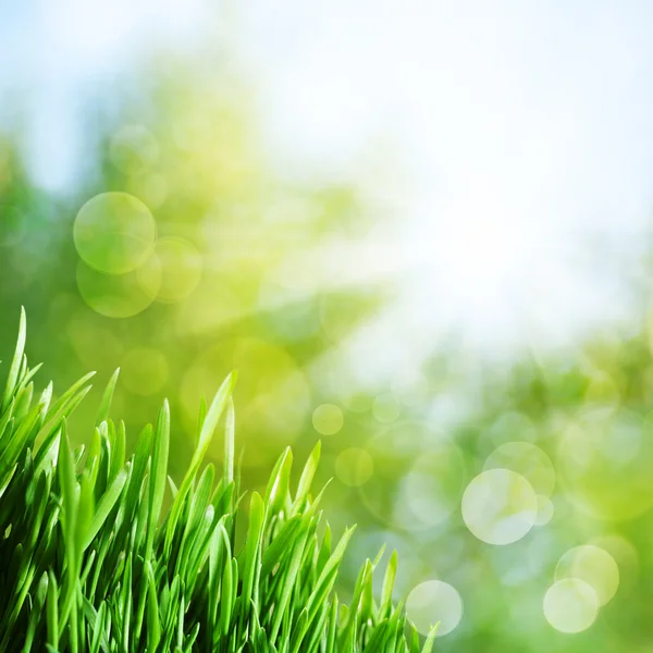 Abstrakte natürliche Hintergründe mit grünem Gras und Sonnenstrahlen — Stockfoto