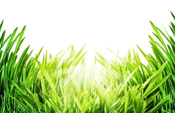 Zelené trávě pod sluncem. abstraktní zátiší nad bílým bac — Stock fotografie
