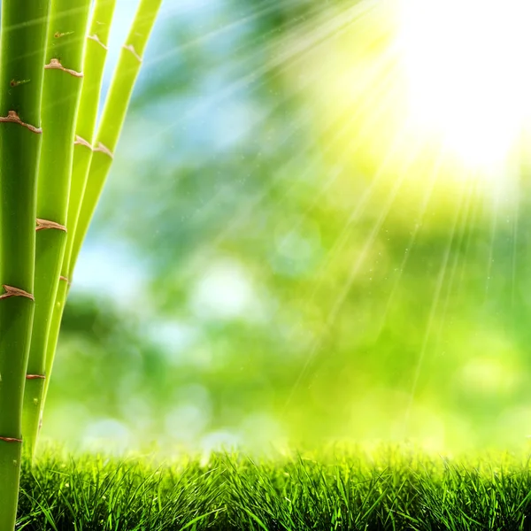 Ljusa lätta sommarmorgon i bambuskog — Stockfoto