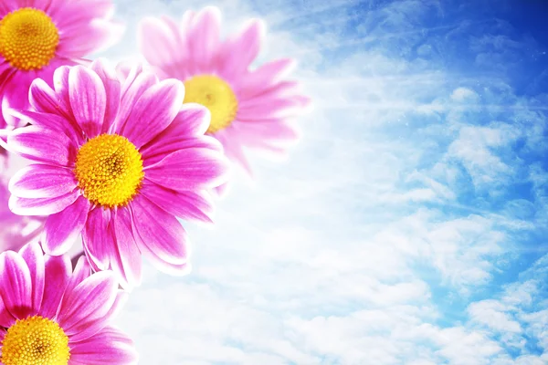 Прелестные розовые цветки на фоне голубого неба, природный бэкграунд — стоковое фото