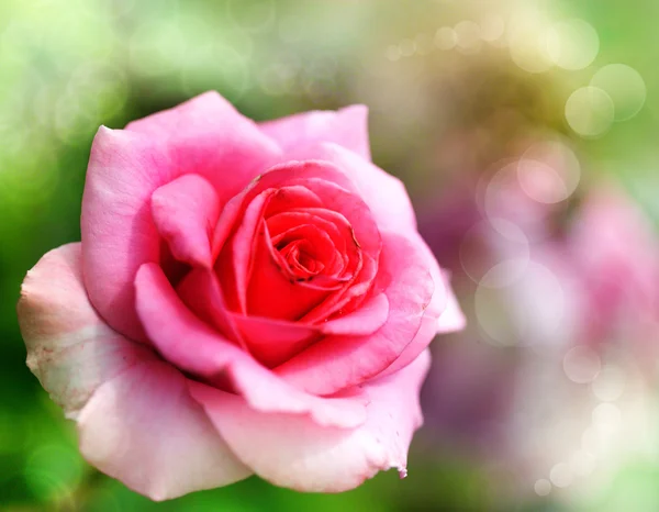 Ładny różowy róża w moim ogrodzie, naturalne tłach — Zdjęcie stockowe