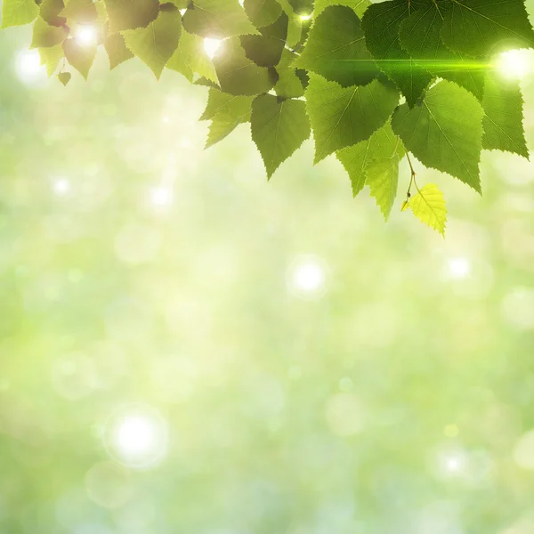 Slunečního záření přes listy, abstraktní přirozené pozadí — Stock fotografie