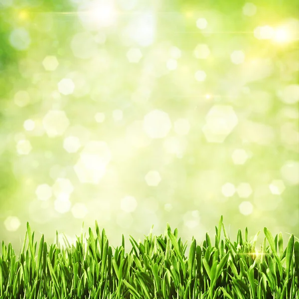 Grönt gräs. abstrakt naturliga bakgrunder — Stockfoto