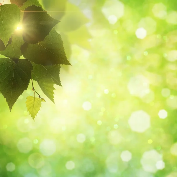 Sweet summer morning. Abstract natural backgrounds — Stock Photo, Image