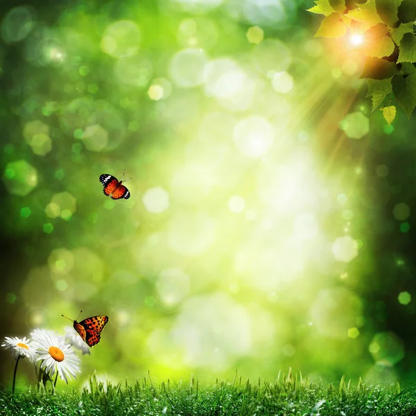 雏菊花朵与蝴蝶抽象夏天背景 — 图库照片