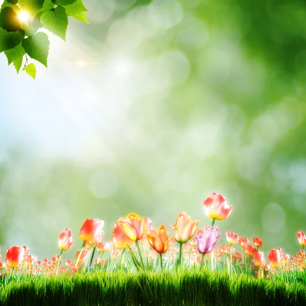 Lale çiçek ile doğal arka — Stok fotoğraf