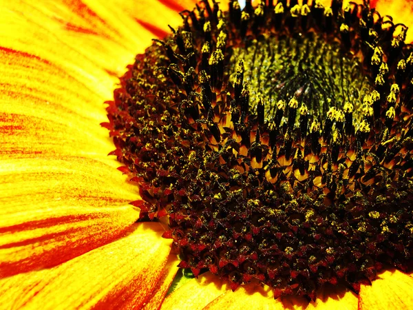 Sonnenblume. abstrakte natürliche Hintergründe — Stockfoto