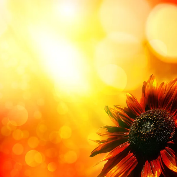 Sonnenblume. abstrakte natürliche Hintergründe — Stockfoto
