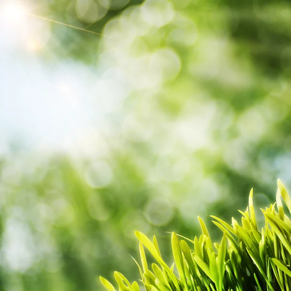 Abstraktní přirozené pozadí s paprsek slunce a zelená tráva — Stock fotografie