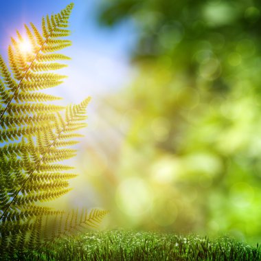 Fern. doğal güzellik bokeh ile arka