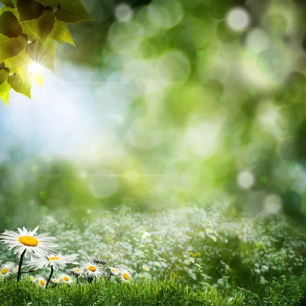 Sezónní přirozené pozadí s květy sedmikrásky — Stock fotografie