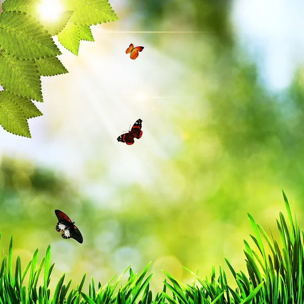 Beleza fundos naturais com grama verde e borboleta — Fotografia de Stock