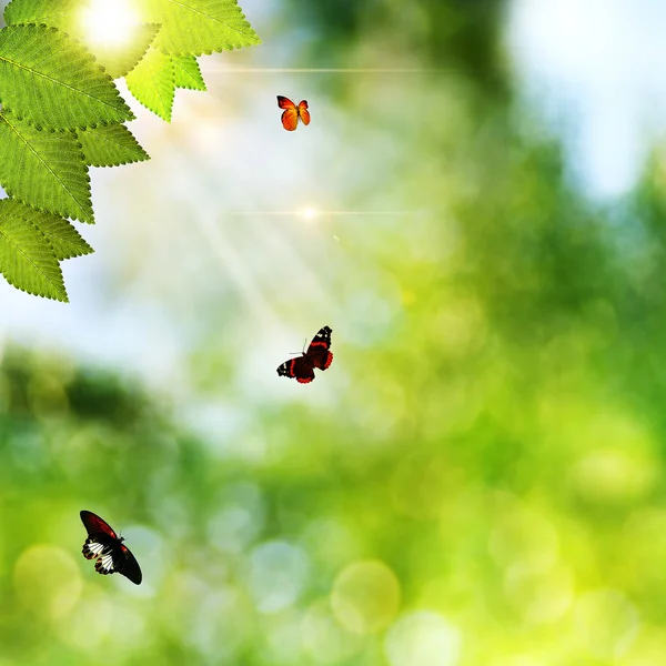 Краса природний фон з зеленою травою і метеликом — стокове фото