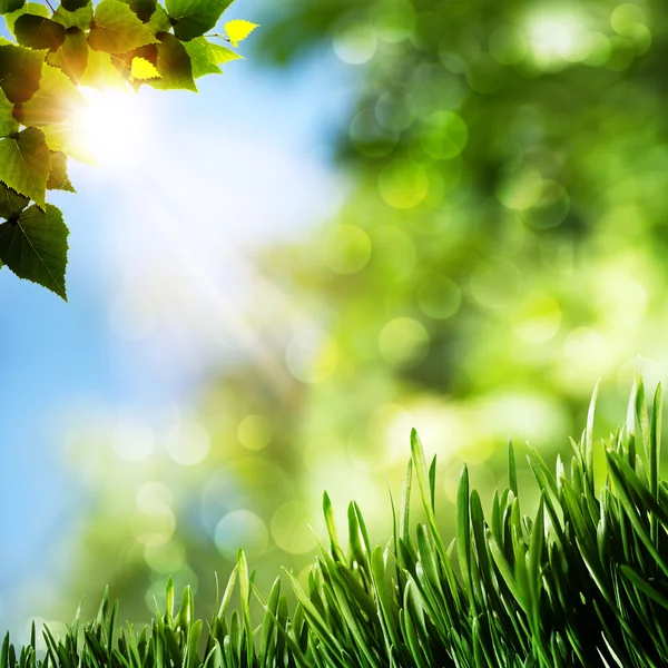 季节性自然背景与绿色的草坪和美容散景 — 图库照片