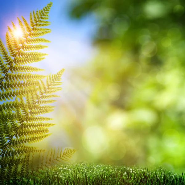 Fern. Abstract natural backgrounds with beauty bokeh — Stock Photo, Image