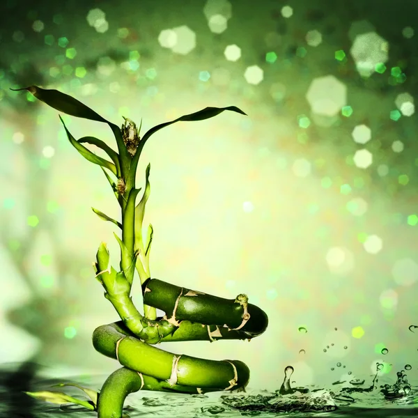 水滴と竹。自然な背景 — ストック写真