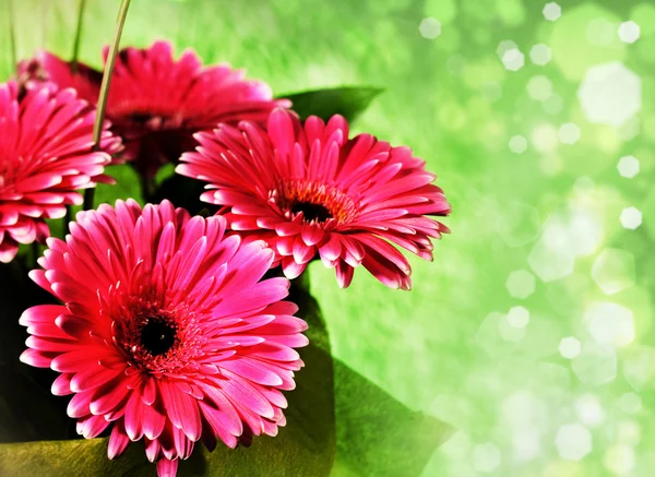 Pembe gerber çiçekler — Stok fotoğraf